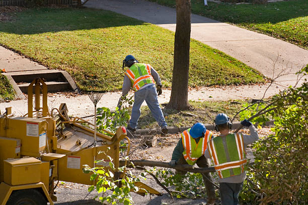 Professional Tree Care Services in Yorkville, NY